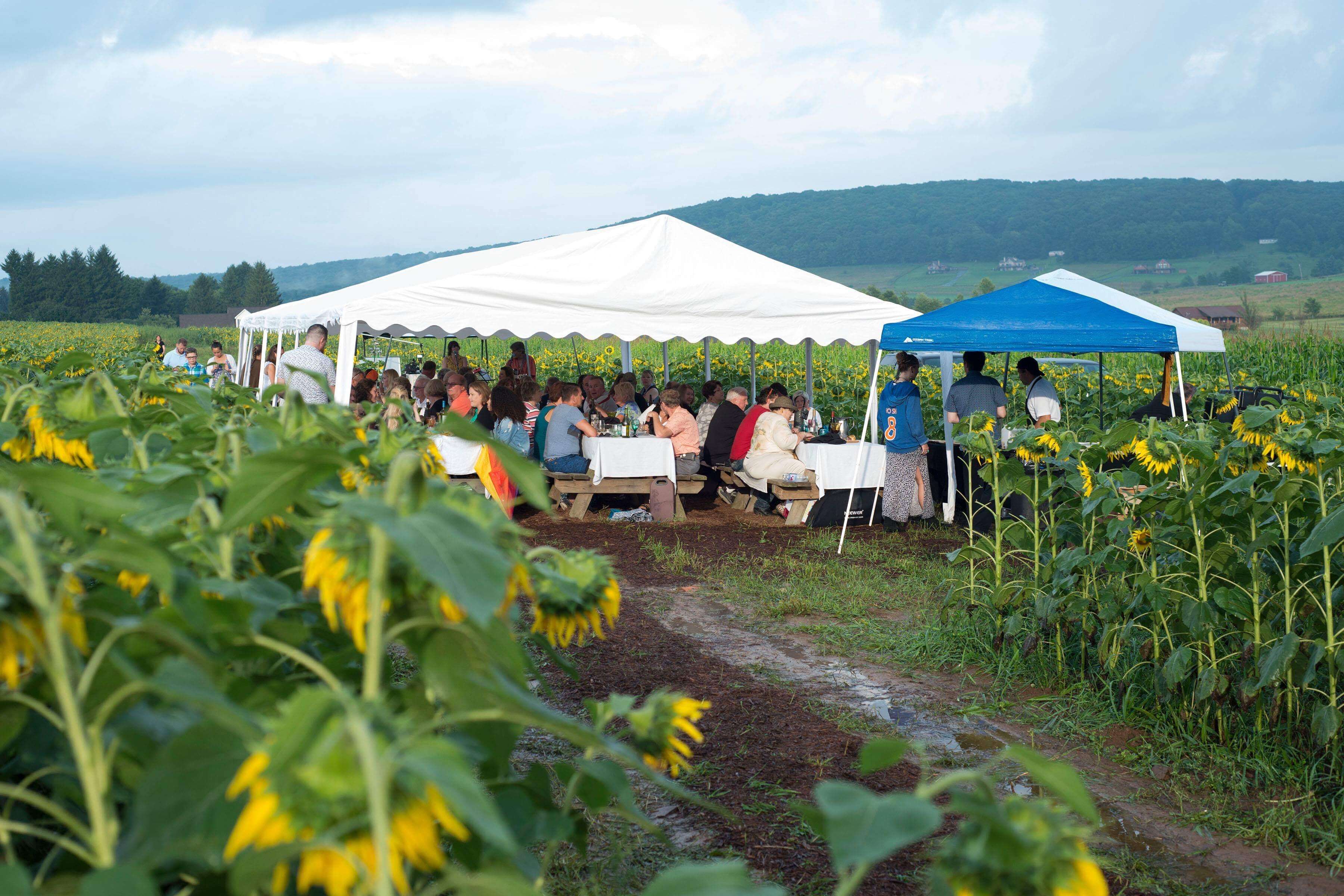 Sunflower Field Tent people dining